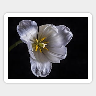 White Tulip from the Front with Black Background Sticker